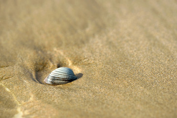Isolated clam on sand