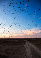 flying birds against the evening sky