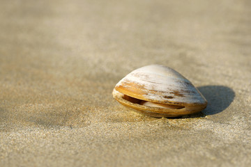 Isolated clam on sand