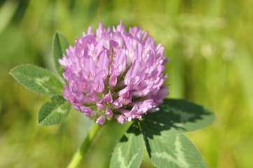 ムラサキツメクサ
