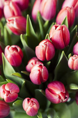 Fototapeta premium Spring flowers
