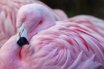 Fotobehang Flamingo Mooi in roze