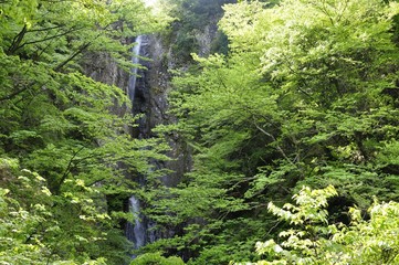 丹沢の早戸大滝