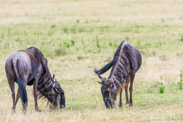 Zu Zweit auf der Suche nach guter Nahrung, Gnus in der Masai Mara