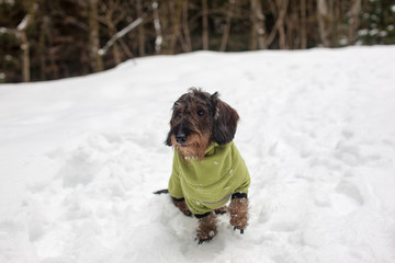 Cane bassotto sulla neve
