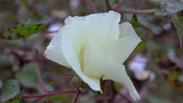 Flower of the Cotton plant (Gossypium hirsutum)