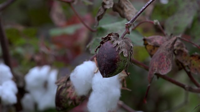 Closed Cotton boll (Gossypium hirsutum)