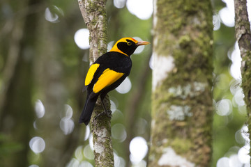 Regent Bowerbird in rainforest