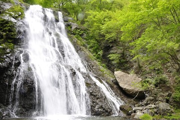 Fototapeta premium 丹沢山地 雷滝