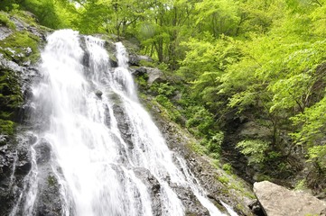 Fototapeta na wymiar 丹沢山地 雷滝