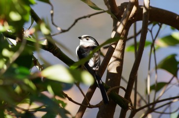 Long-tailed tit