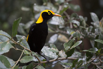 Regent Bowerbird