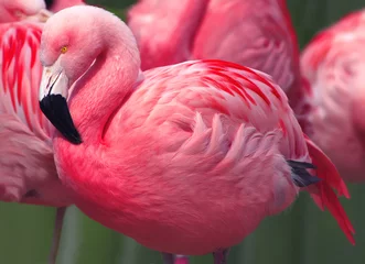 Foto op Plexiglas Flamingo Flamingo& 39 s