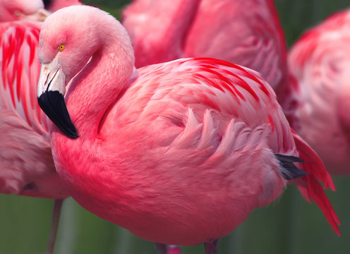 Fototapeta Flamingos