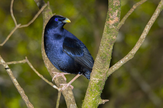 Male Satin Bowerbird