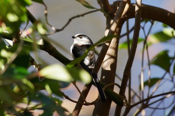 Long-tailed tit
