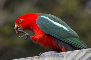 Australian King Parrot