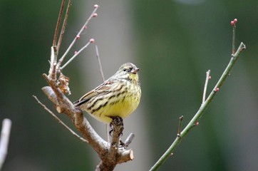 Black-faced bunting