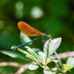 blue green dragonfly