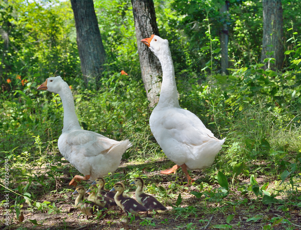 Sticker Two geese 3