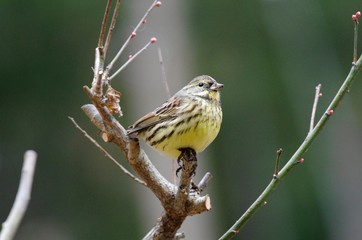 Black-faced bunting
