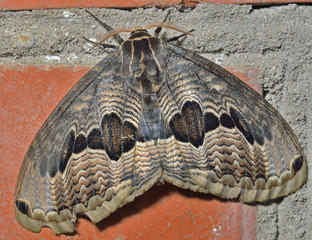 Night butterfly (Brahmaea tancrei) 3
