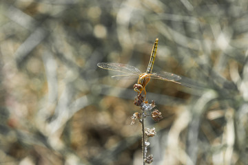 dragonfly on the top of grass water background