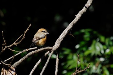 Shrike