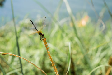 dragonfly on the top of grass water background