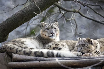 Deurstickers female with young snow leopard, Uncia uncia © vladislav333222