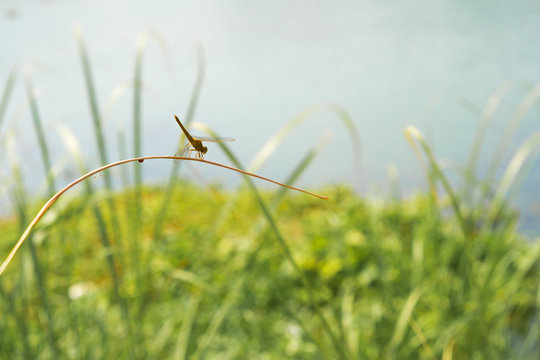 dragonfly on the top of grass water background