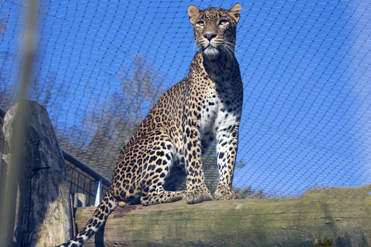  the male Sri Lanka Leopard, Panthera pardus kotiya