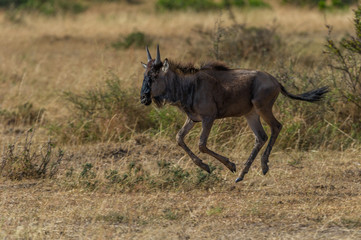 Ein junges Gnu gallopiert in der Steppe