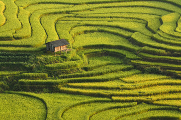 Terrace rice field asia