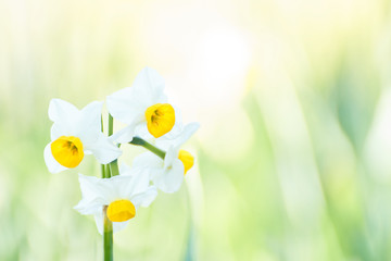 ニホンスイセン © sora_nus