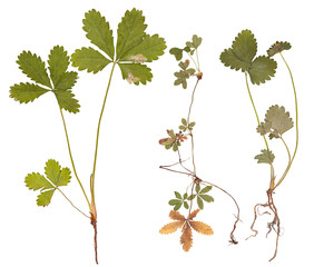 Strawberry plant isolated