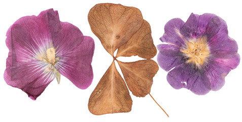 Set of wild dry pressed flowers and leaves