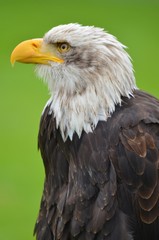 Weißkopfseeadler