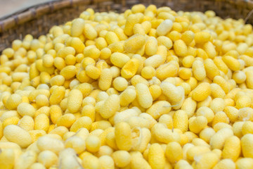 Hand Made Silk Process: Silkworm cocoon in basket, yellow and wh