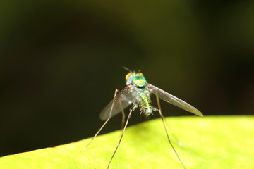 small insect in the green garden