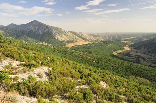 Pinar de repoblacion en el norte de palencia, Velilla del R&iacute;o Carri&oacute;n