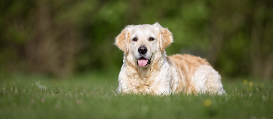 Golden Retriever dog outdoors in nature - obrazy, fototapety, plakaty
