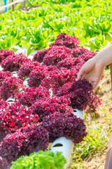 man Harvest vegetable on Hydroponic farm 