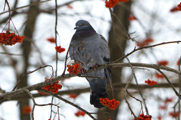 bird a blue rock pigeon on a mountain ash branch
