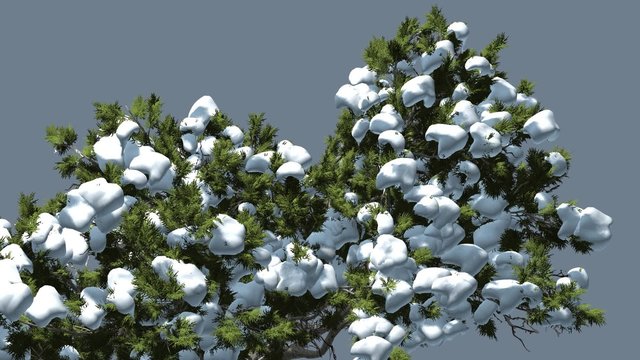 Monterey Cypress Top of Crown Snow Coniferous Evergreen Tree is Swaying at The Wind Green Scale-Like Leaves Hesperocyparis Macrocarpa Tree in Windy Day