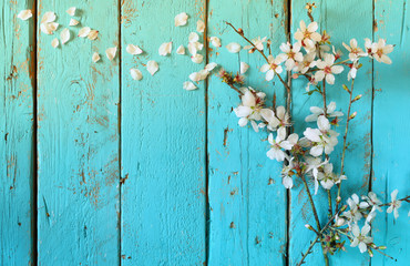 image of spring white cherry blossoms tree on blue wooden table
