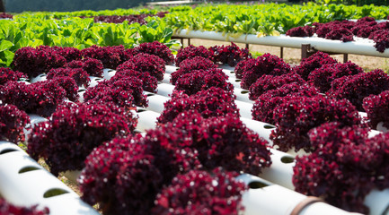 vegetables hydroponics farm
