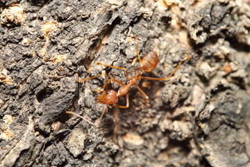 red ant in the green garden