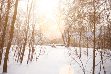 The snow in the woods.