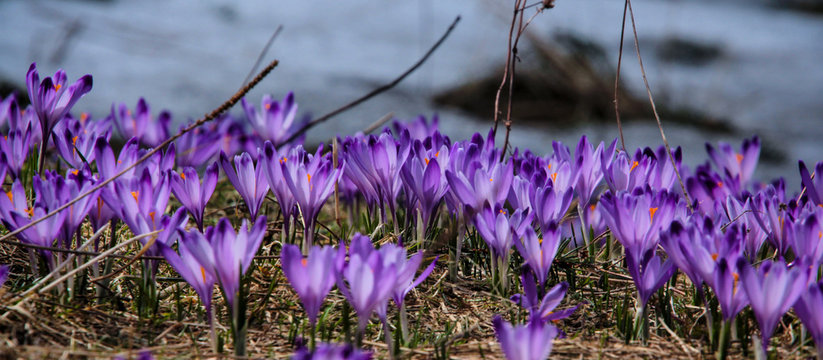 Fototapeta Krokusy Tatry